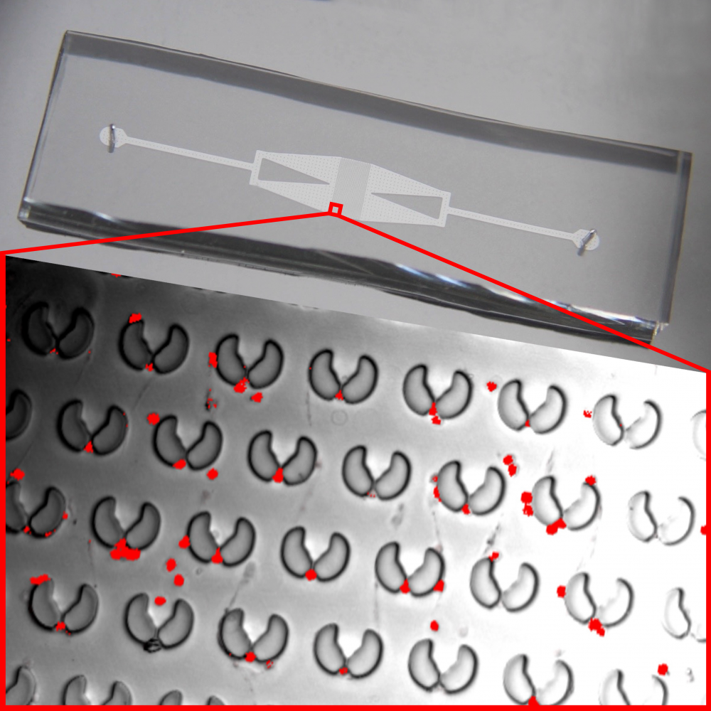 A microfluidic chip shown as visible to the naked eye, and as seen with fluorescent microscopy imaging.